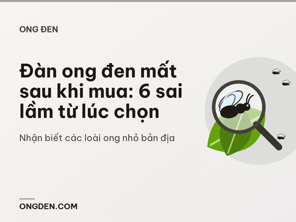 Đàn ong đen mất sau khi mua: 6 sai lầm từ lúc chọn