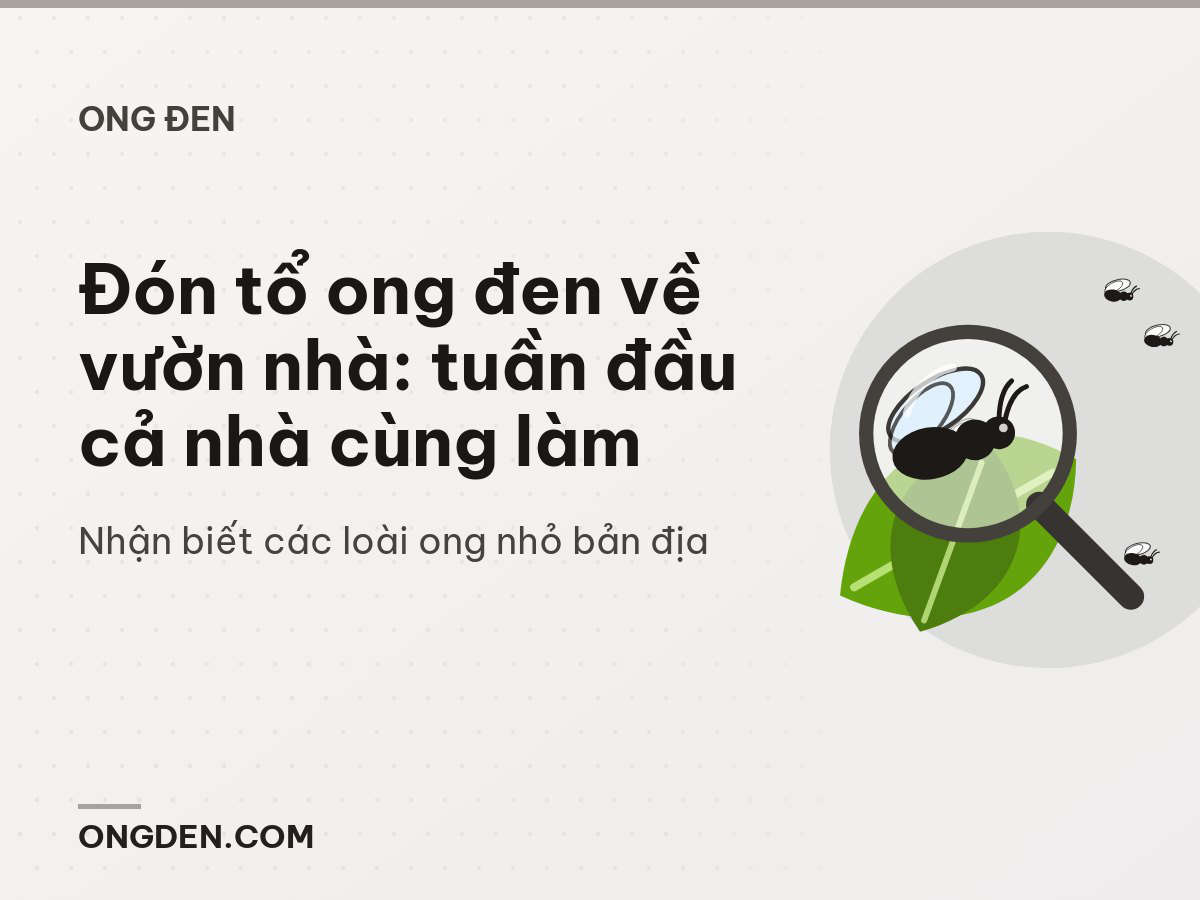 Đón tổ ong đen về vườn nhà: tuần đầu cả nhà cùng làm