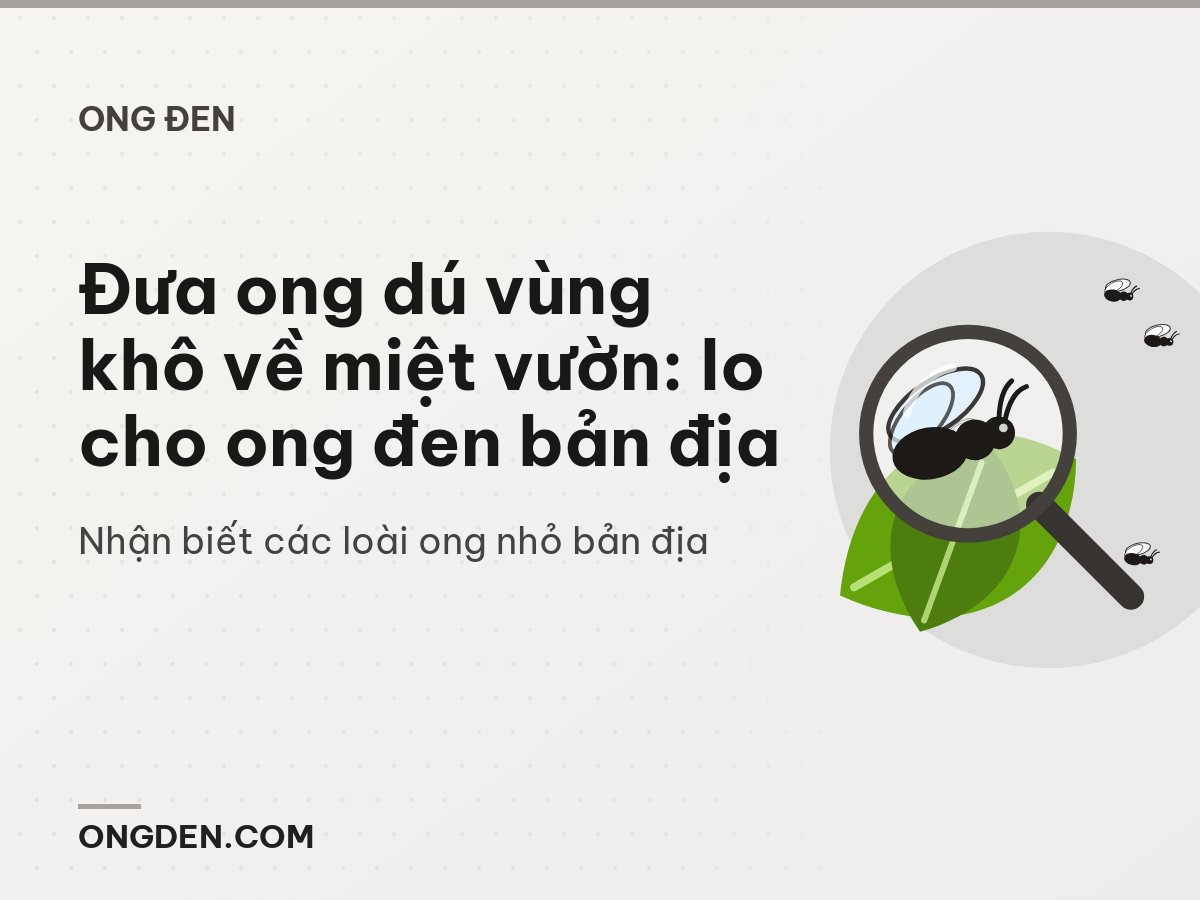 Đưa ong dú vùng khô về miệt vườn: lo cho ong đen bản địa