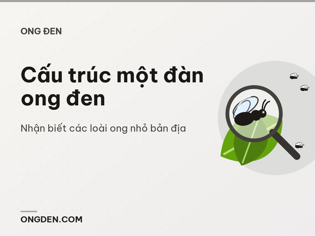 Cấu trúc một đàn ong đen