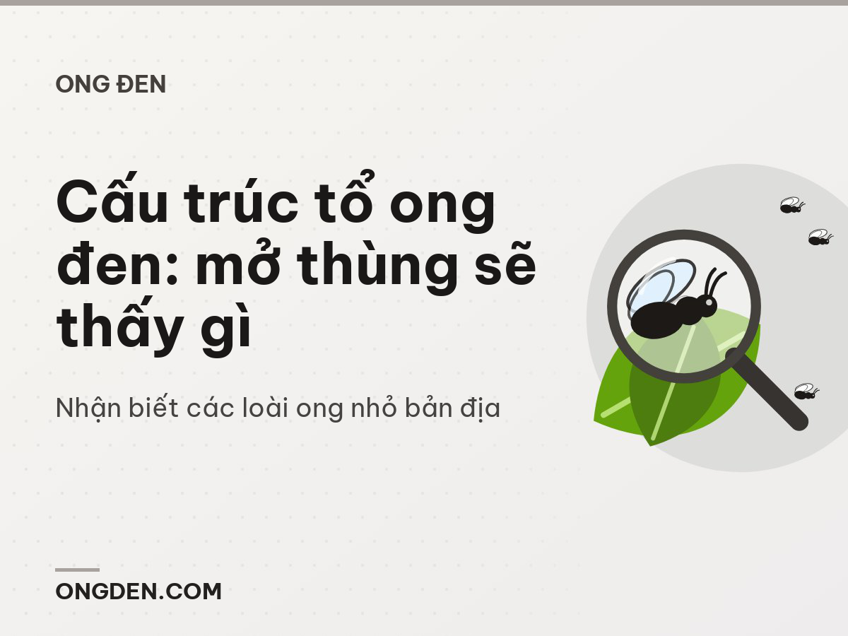 Cấu trúc tổ ong đen: mở thùng sẽ thấy gì