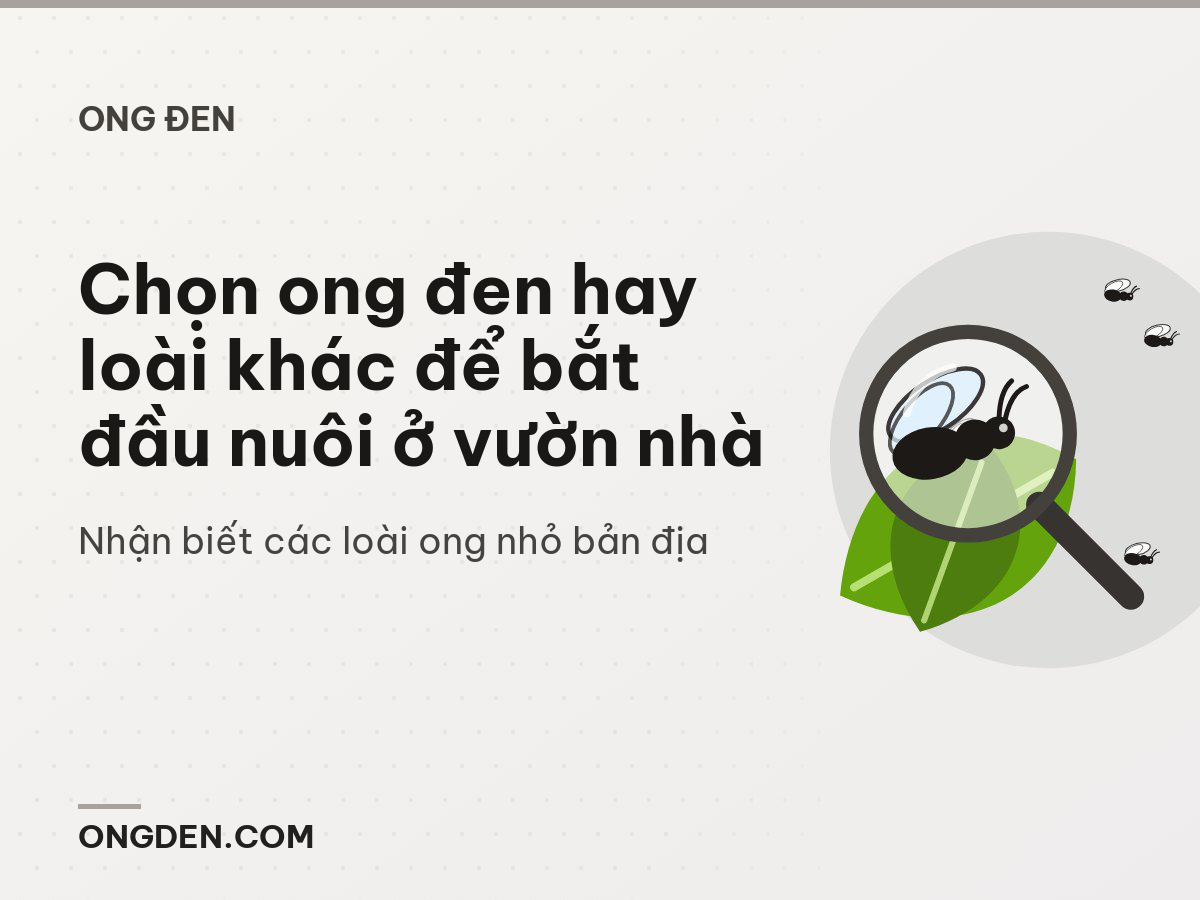 Chọn ong đen hay loài khác để bắt đầu nuôi ở vườn nhà