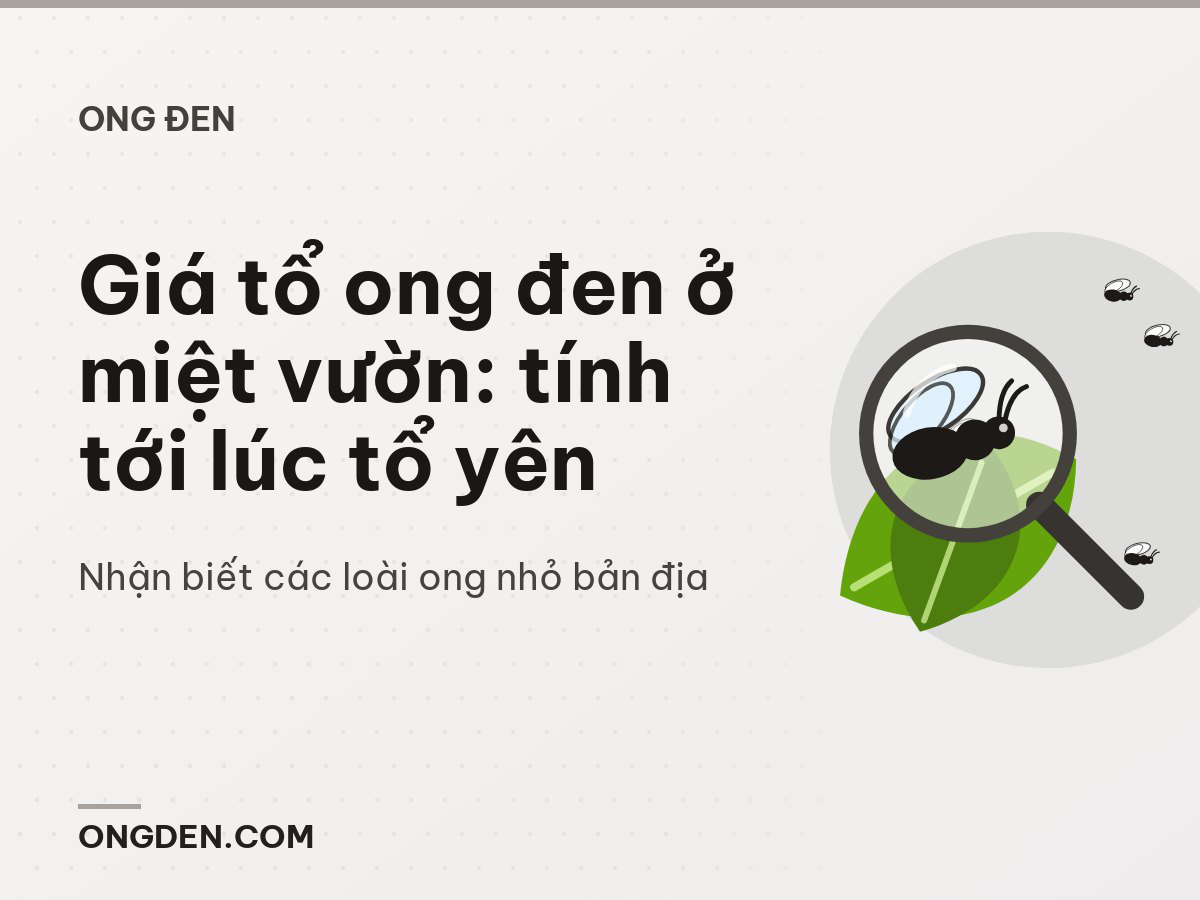 Giá tổ ong đen ở miệt vườn: tính tới lúc tổ yên