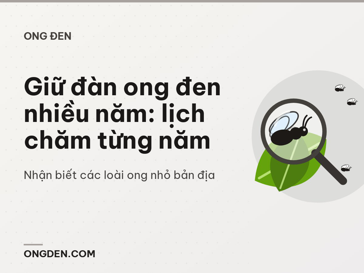 Giữ đàn ong đen nhiều năm: lịch chăm từng năm
