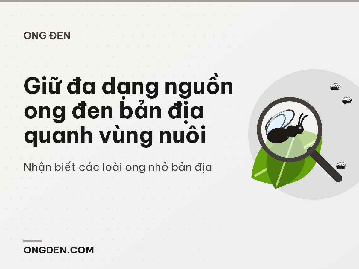 Giữ đa dạng nguồn ong đen bản địa quanh vùng nuôi
