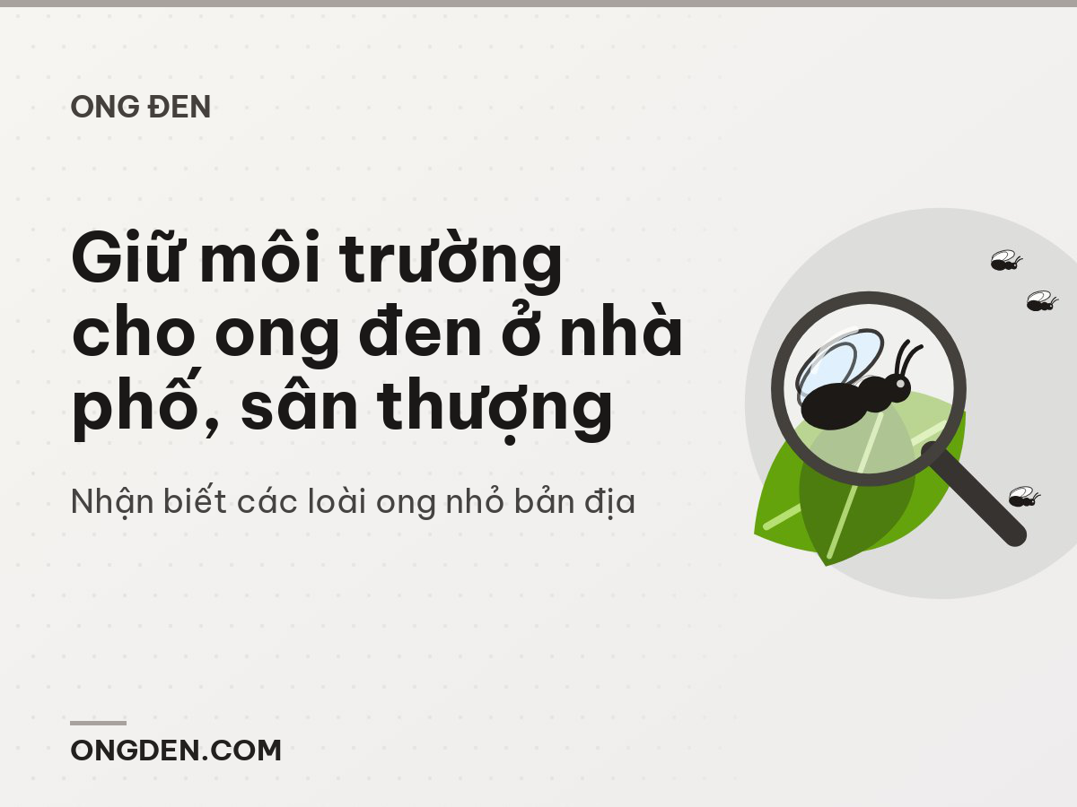Giữ môi trường cho ong đen ở nhà phố, sân thượng