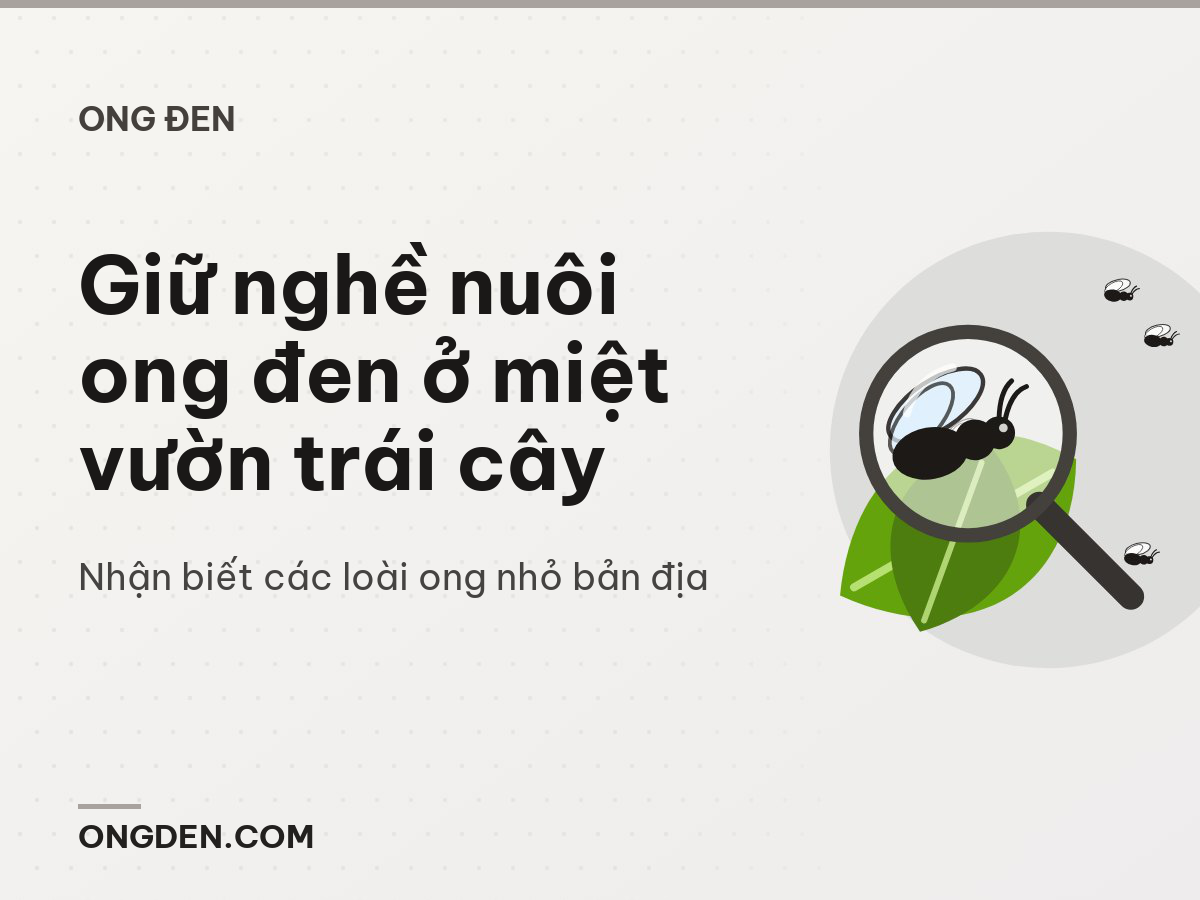 Giữ nghề nuôi ong đen ở miệt vườn trái cây