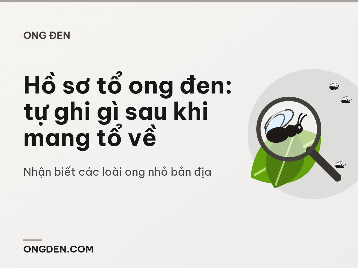 Hồ sơ tổ ong đen: tự ghi gì sau khi mang tổ về