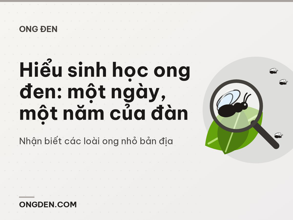 Hiểu sinh học ong đen: một ngày, một năm của đàn