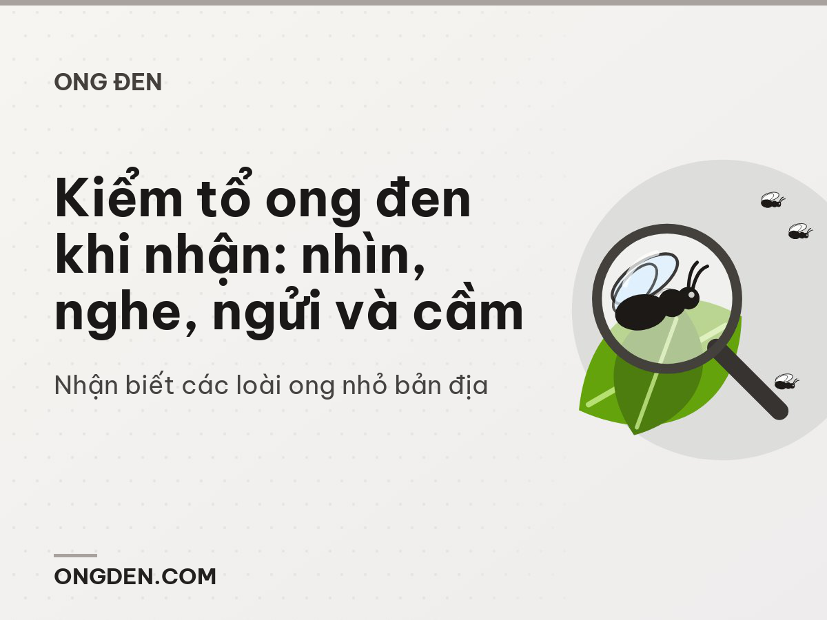 Kiểm tổ ong đen khi nhận: nhìn, nghe, ngửi và cầm