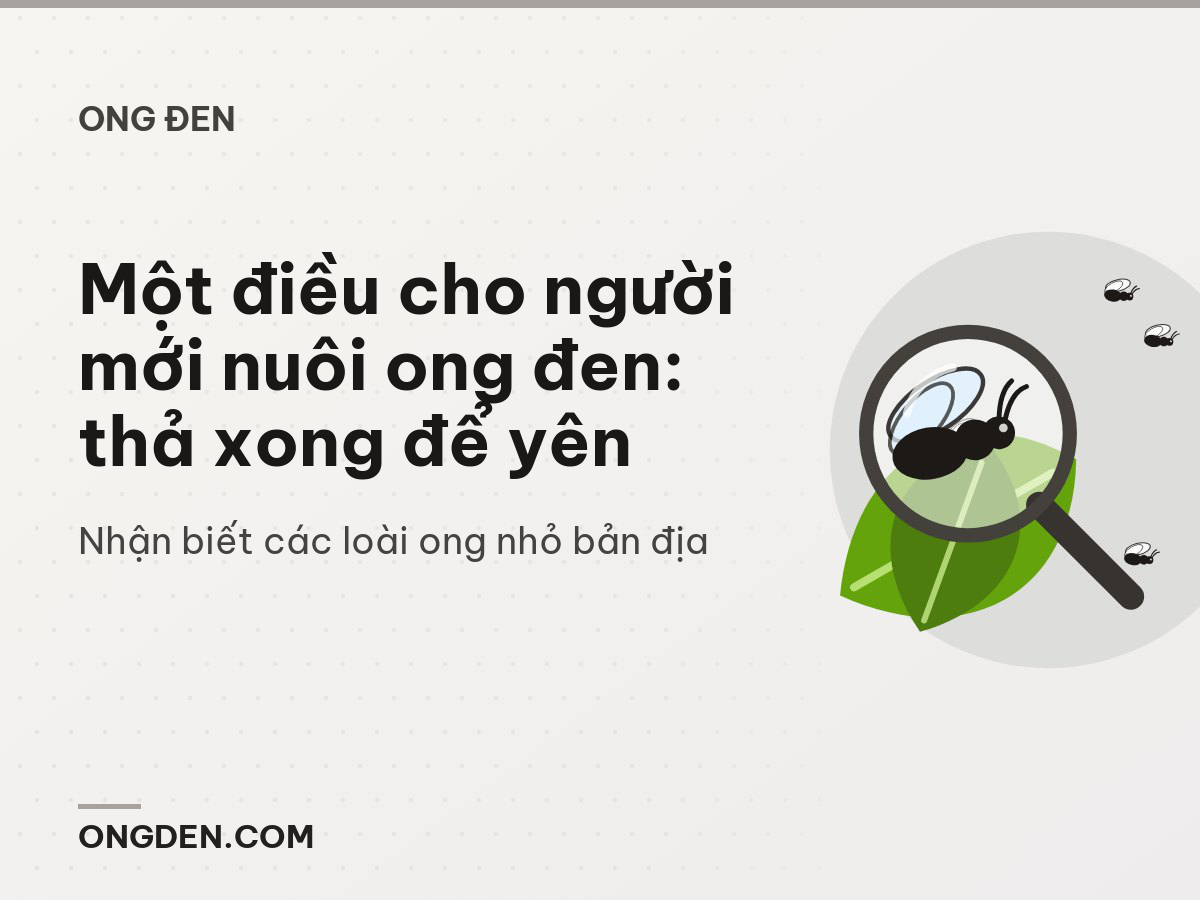 Một điều cho người mới nuôi ong đen: thả xong để yên
