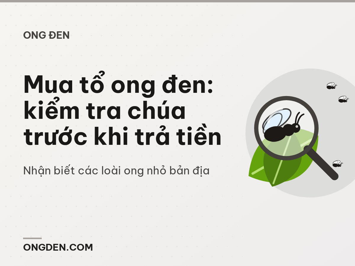 Mua tổ ong đen: kiểm tra chúa trước khi trả tiền