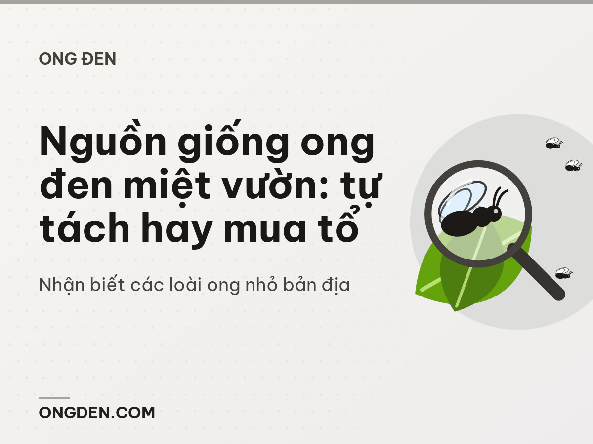 Nguồn giống ong đen miệt vườn: tự tách hay mua tổ