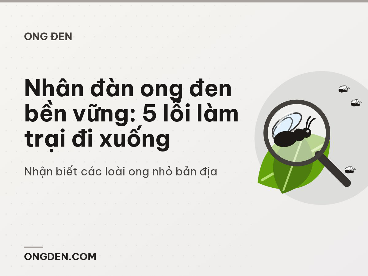 Nhân đàn ong đen bền vững: 5 lỗi làm trại đi xuống