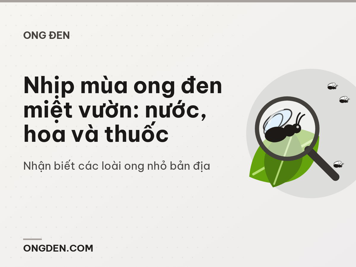 Nhịp mùa ong đen miệt vườn: nước, hoa và thuốc