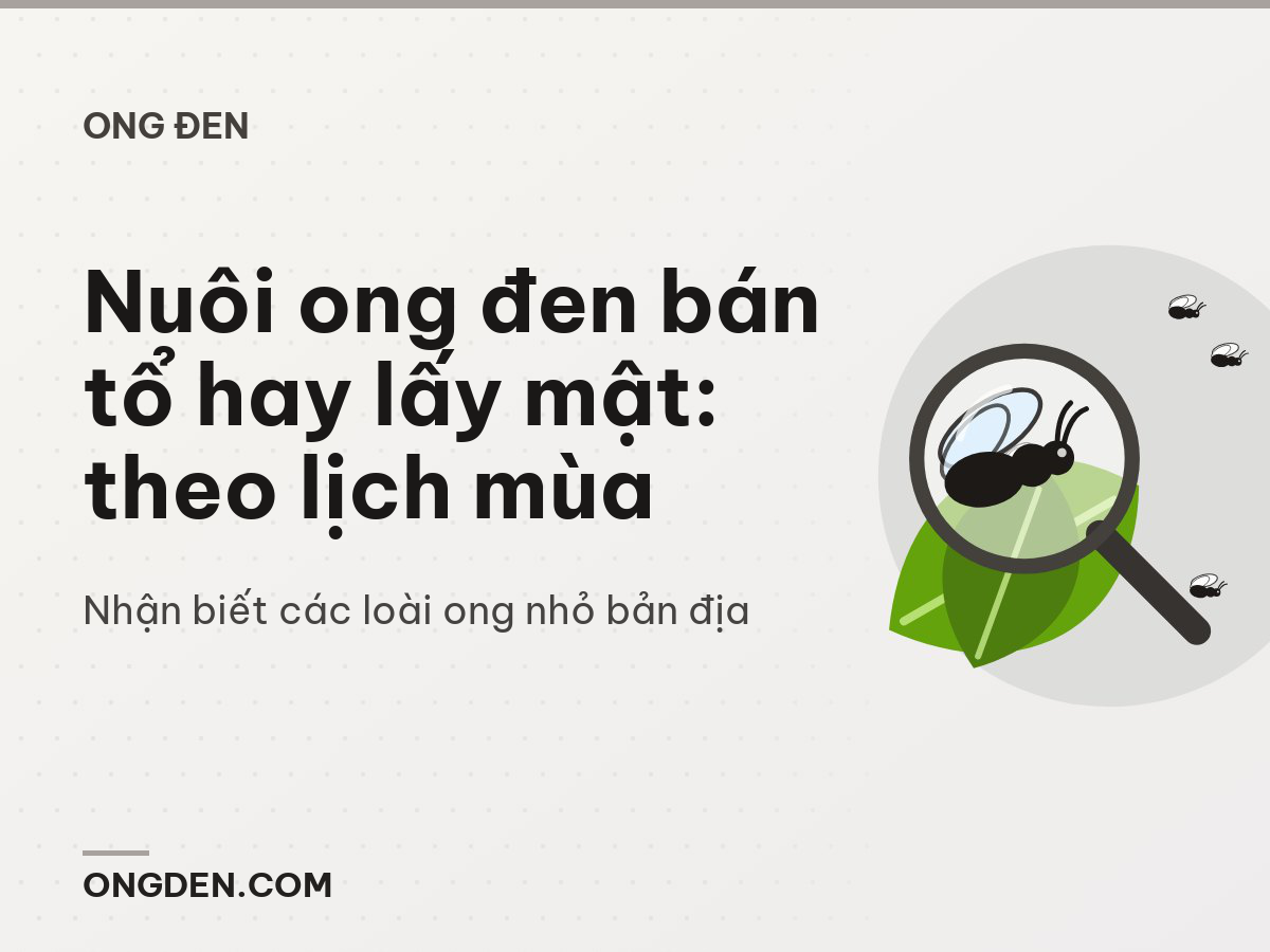 Nuôi ong đen bán tổ hay lấy mật: theo lịch mùa