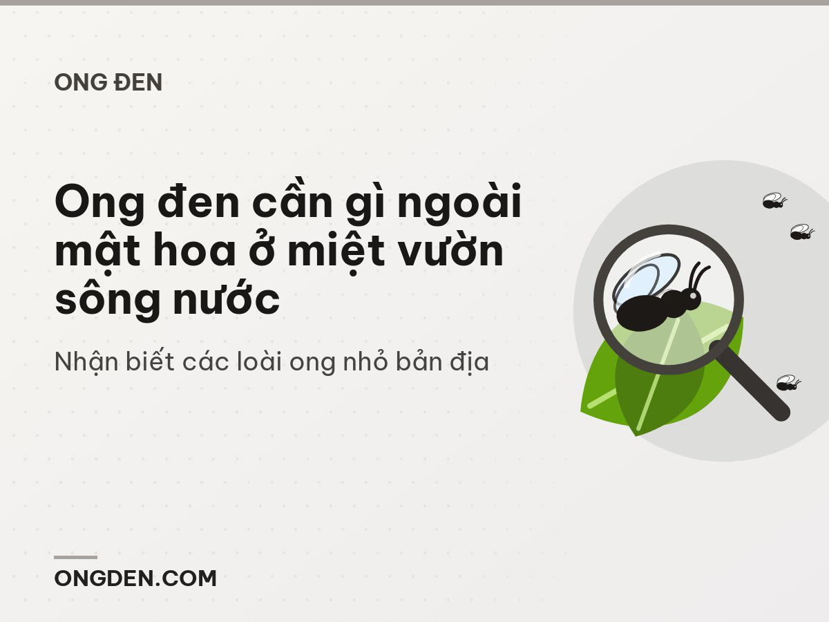 Ong đen cần gì ngoài mật hoa ở miệt vườn sông nước