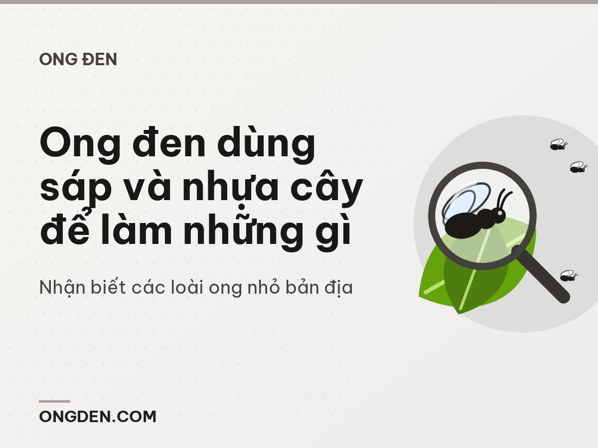 Ong đen dùng sáp và nhựa cây để làm những gì
