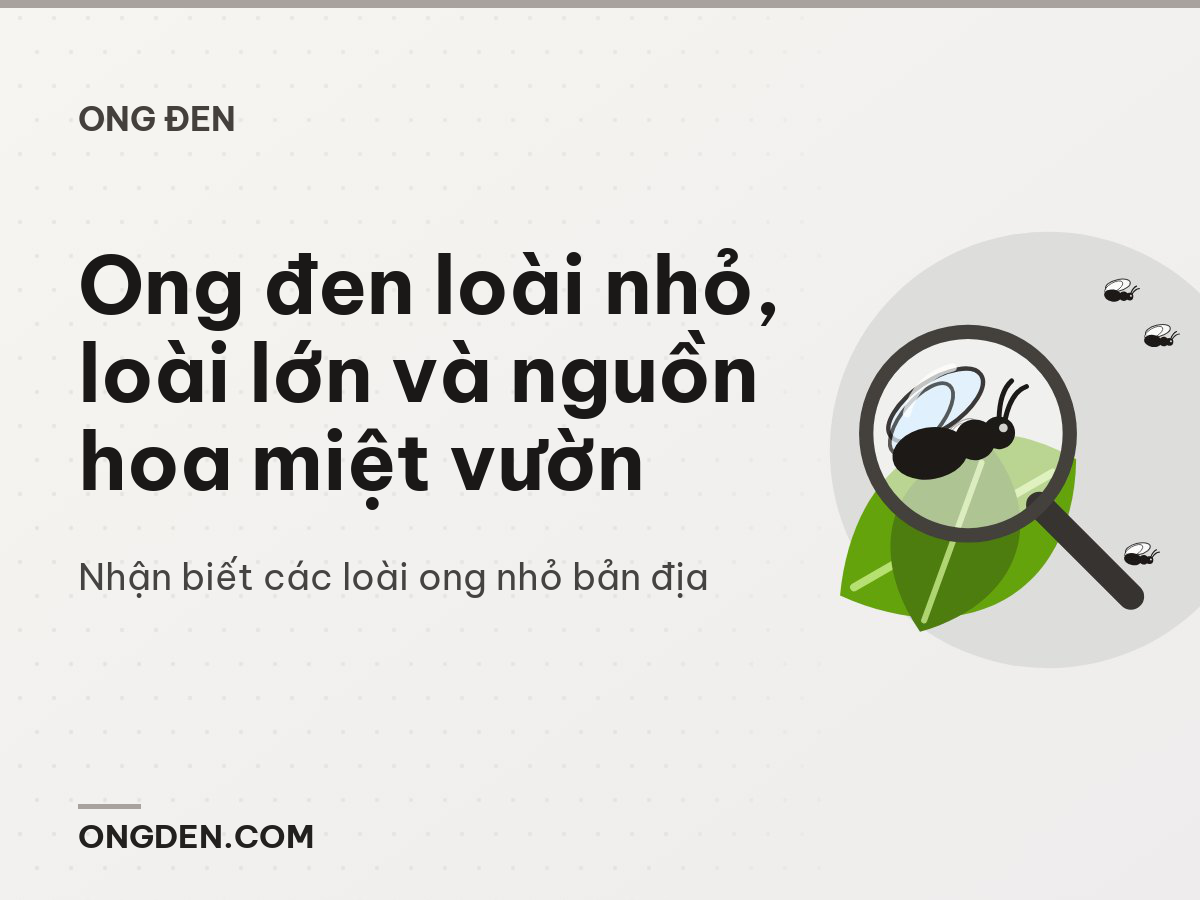 Ong đen loài nhỏ, loài lớn và nguồn hoa miệt vườn
