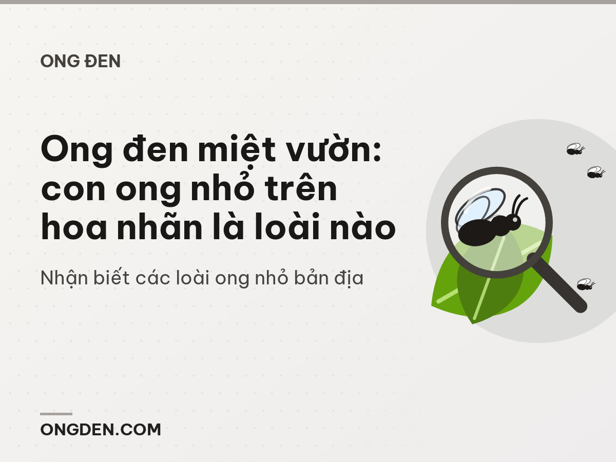 Ong đen miệt vườn: con ong nhỏ trên hoa nhãn là loài nào