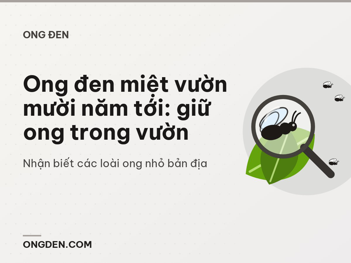 Ong đen miệt vườn mười năm tới: giữ ong trong vườn