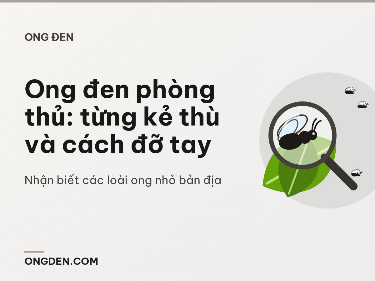 Ong đen phòng thủ: từng kẻ thù và cách đỡ tay
