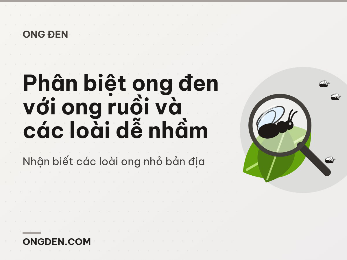 Phân biệt ong đen với ong ruồi và các loài dễ nhầm