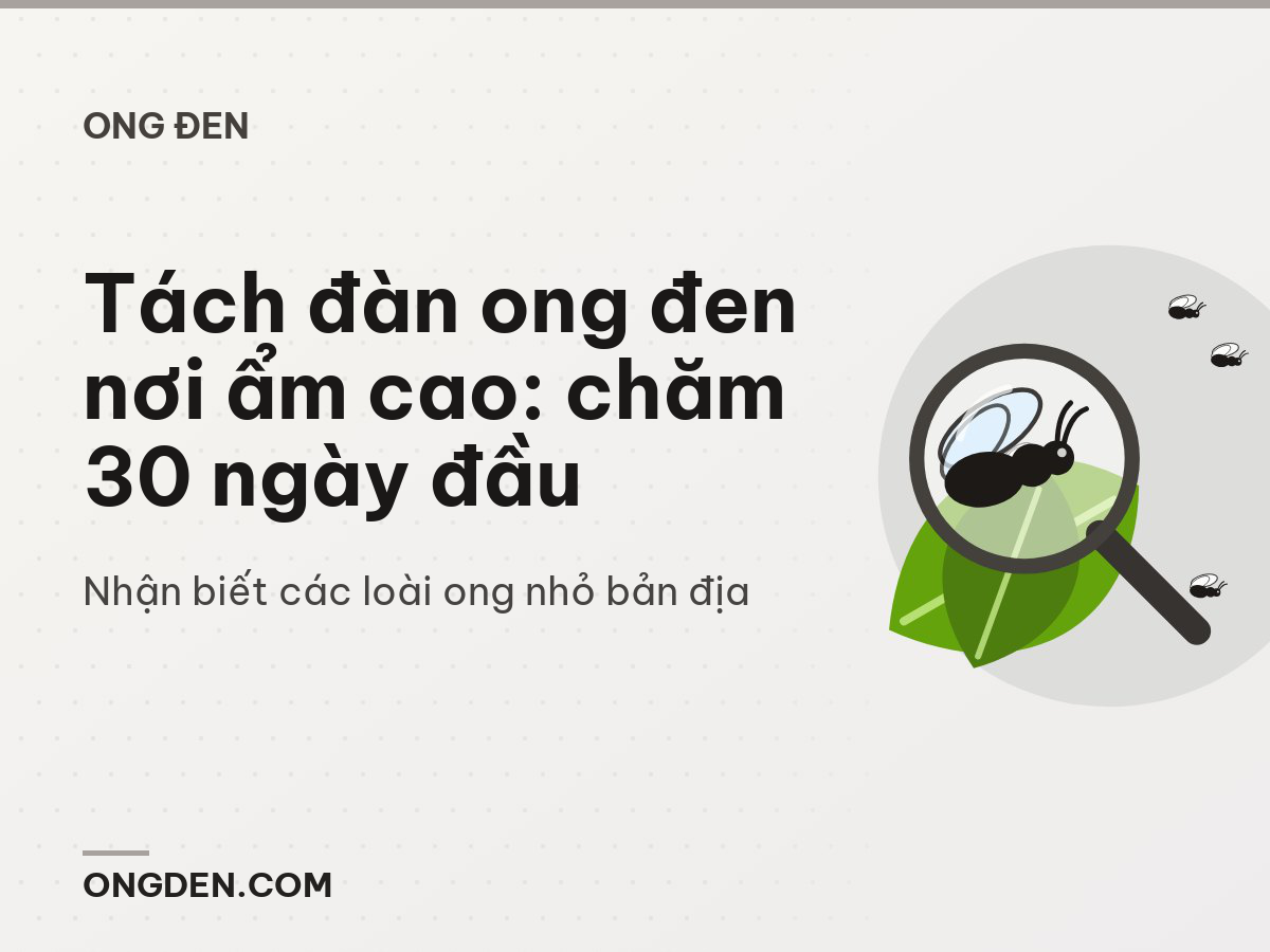 Tách đàn ong đen nơi ẩm cao: chăm 30 ngày đầu