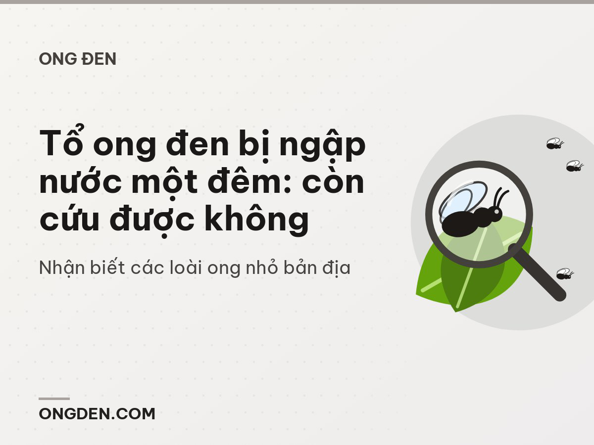 Tổ ong đen bị ngập nước một đêm: còn cứu được không