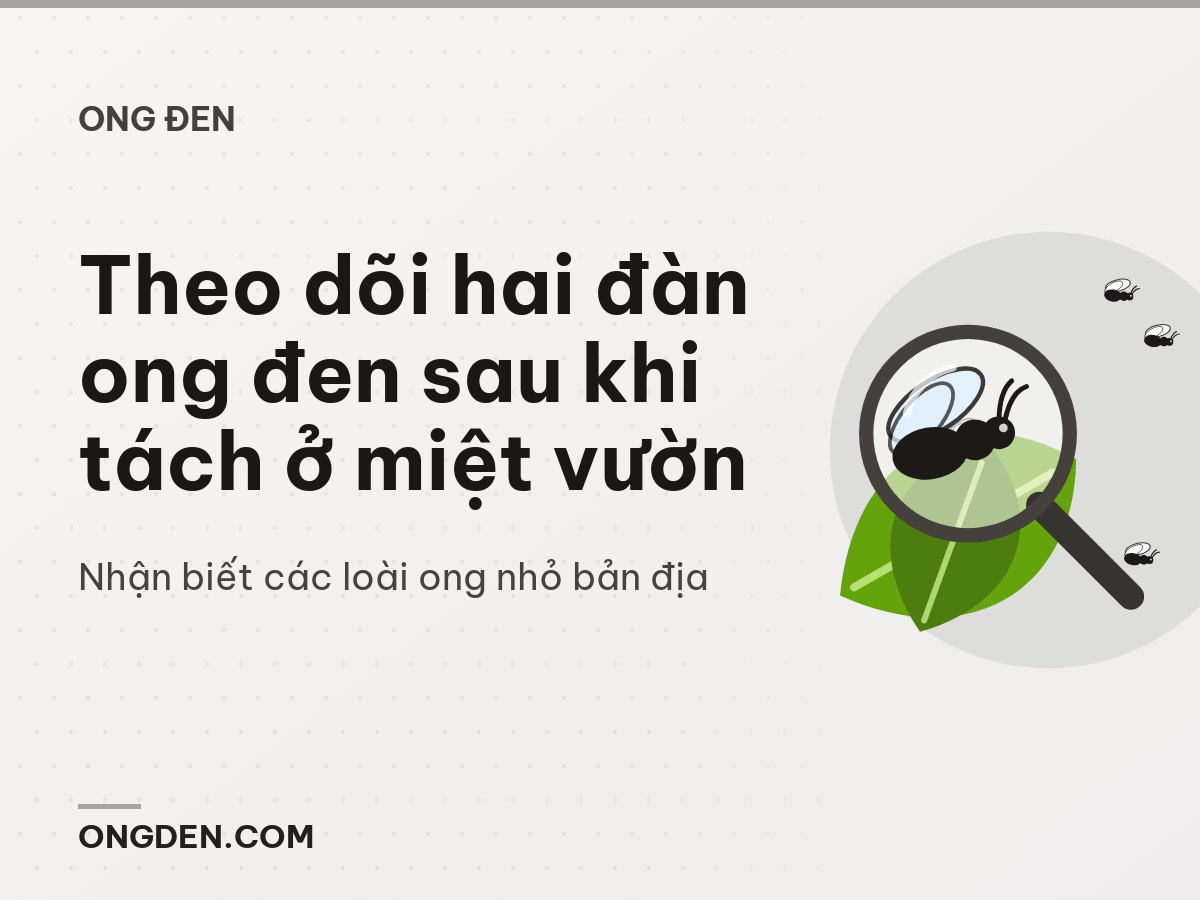 Theo dõi hai đàn ong đen sau khi tách ở miệt vườn