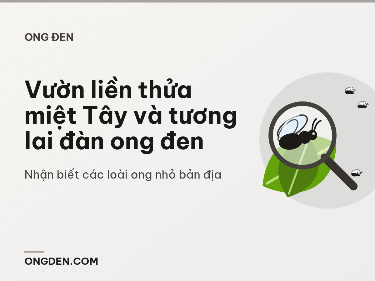 Vườn liền thửa miệt Tây và tương lai đàn ong đen