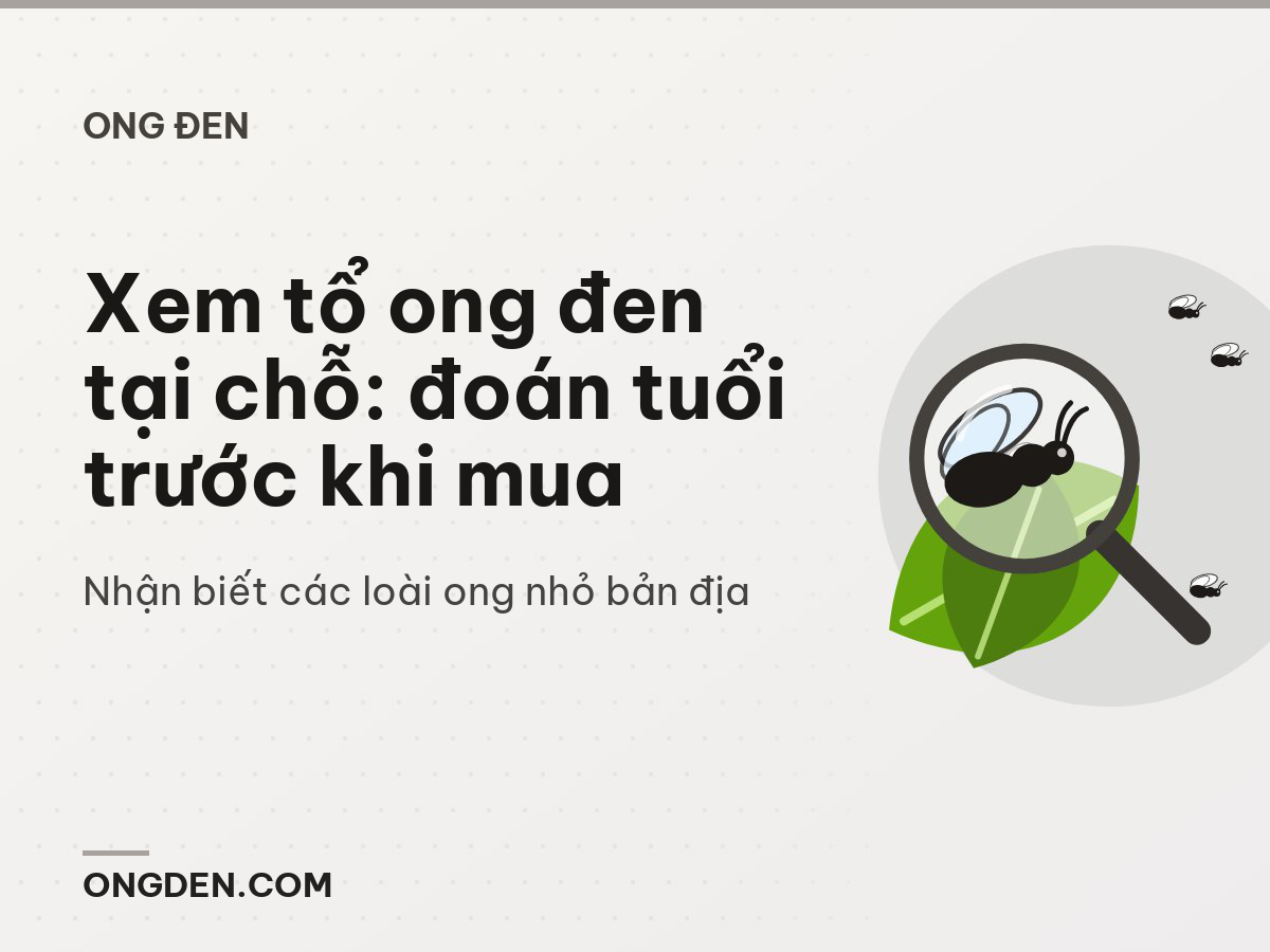 Xem tổ ong đen tại chỗ: đoán tuổi trước khi mua