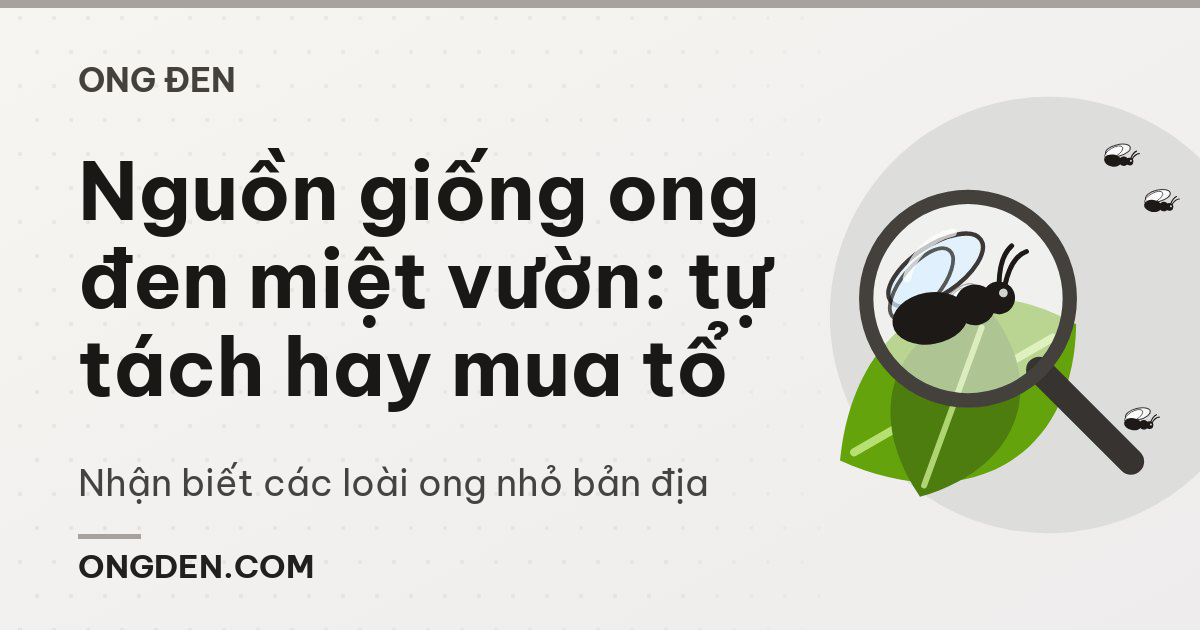 Nguồn giống ong đen miệt vườn: tự tách hay mua tổ