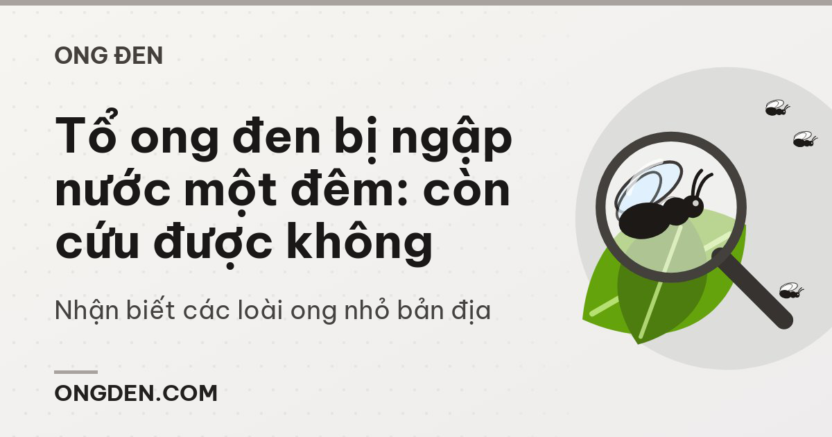 Tổ ong đen bị ngập nước một đêm: còn cứu được không